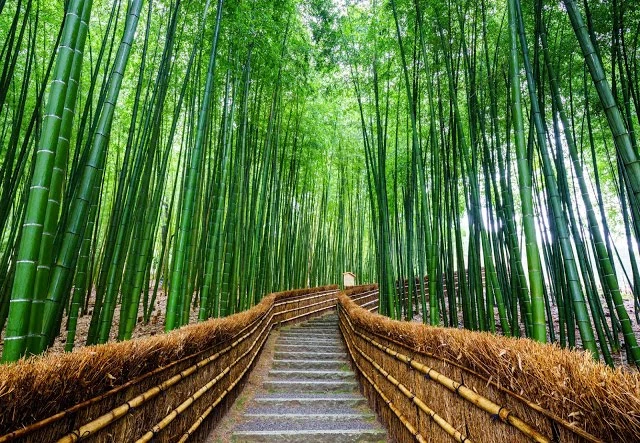 京都嵐山
