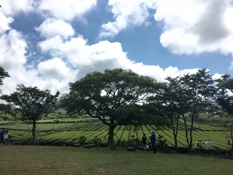 除了美妝，韓國 innisfree 還有這些隱藏版好物！
