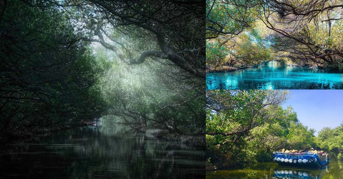 台灣也有亞馬遜河!台南自然景點《四草綠色隧道》神秘綠色雨林,幫你把機票錢省下來了