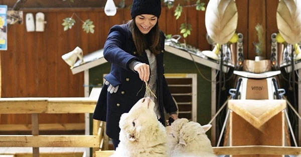 韓國弘大4間動物咖啡廳!超萌綿羊、浣熊、狐獴將你包圍