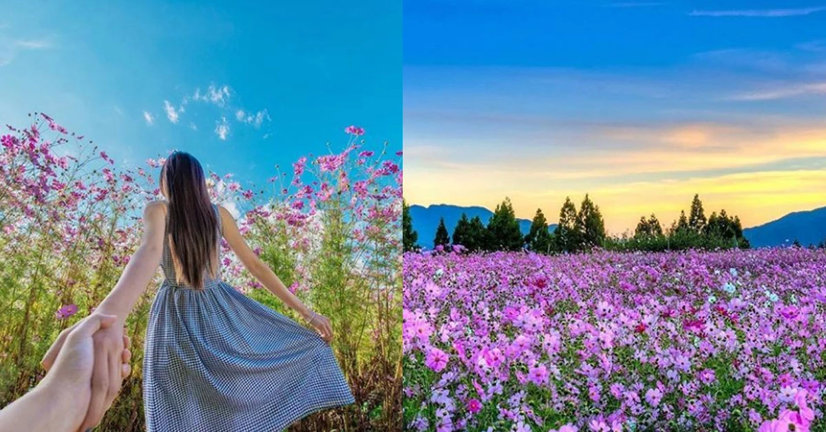 這裡拍照無敵美!全台5個秋天賞花打卡熱點揭秘!網友:隨手一拍都是仙境
