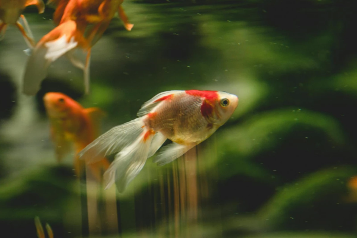 魚缸招財的邏輯，來自風水中「以水帶財」的觀念，但實務上，水的運用向來講究方位與尺度，並非隨意擺放就能奏效。多數風水師反而不建議貿然放置大型魚缸，因為一旦方位不當，容易造成能量失衡，帶來反效果。若本身確實喜歡養魚，關鍵在於品質而非形式，魚缸運作需安靜無聲，避免馬達產生持續噪音，象徵氣場穩定不躁；同時，水質必須清澈、魚隻健康有活力，才能形成良性的流動循環。從風水角度來看，唯有當「水安、魚活」，財氣才留得住，招財效果才具備實際意義。