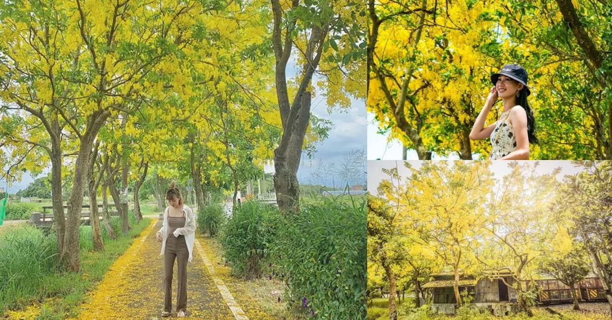 嘉義「日環食」之外的人氣景點！這3處神秘「黃金隧道」阿勃勒樹爆炸盛開，天文奇景錯過再等200年！