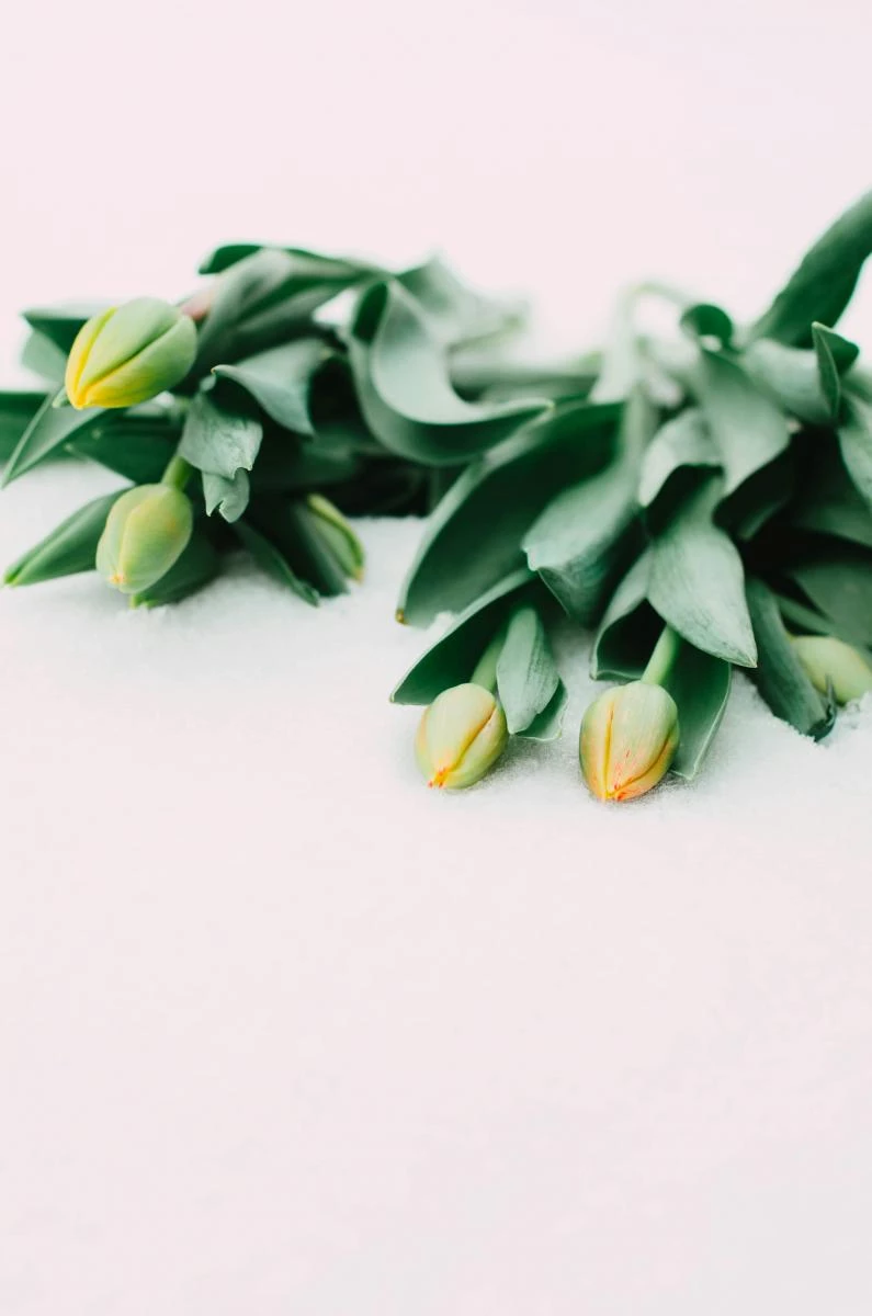 根據命理學,每個人的「桃花位」不同。你可以提供詳細生日給 ChatGPT,請它幫你算出桃花位,並在該方位擺上鮮花、紅色物品或香氛蠟燭,活絡空氣與情感能量。