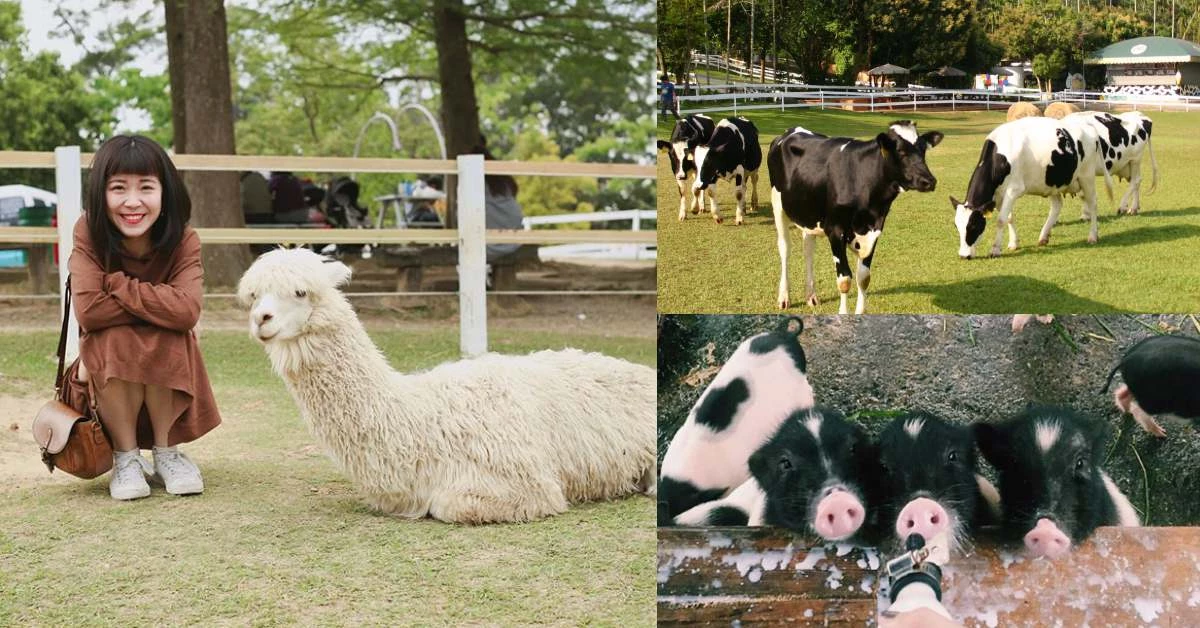 春節踏青首選!全台5處大人小孩都適合的「牧場推薦」,與草泥馬、水獺君零距離互動