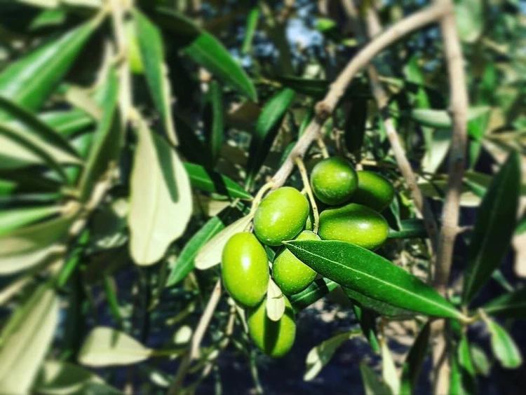 橄欖油莊園