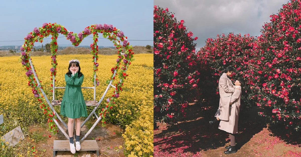 冬天也要來賞花!韓國濟州島3大必去景點讓你置身花仙世界