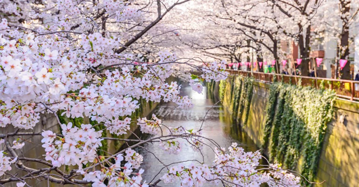 【2019日本賞櫻自由行懶人包】東京、京都櫻花景點推薦、櫻花花期預測、日櫻、夜櫻路線規劃總整理(附東京、京都賞櫻一日遊行程)