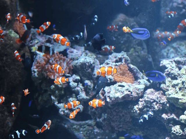 1998 年建造的「 澎湖水族館」,二樓則規劃為海洋漁業與水產養殖研究,打造成結合展示、專題展覽、影音播放中心與觸摸池等互動區域,展出超過 152 種採自澎湖白沙地區周邊 800 公里海域的物種,感受最在地的海洋天堂。