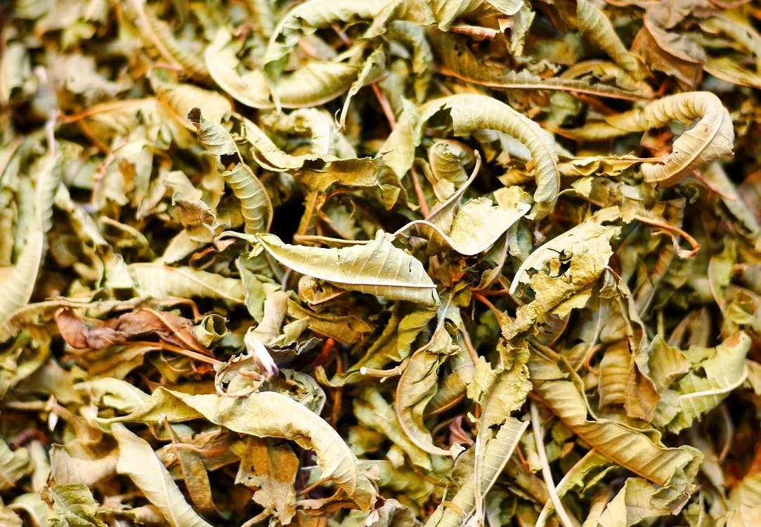 檸檬馬鞭草