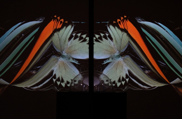 藝術家王宗欣所創作的蝶蛾標本即時投影｜攝影/趙崇英｜圖片提供/ 格式設計