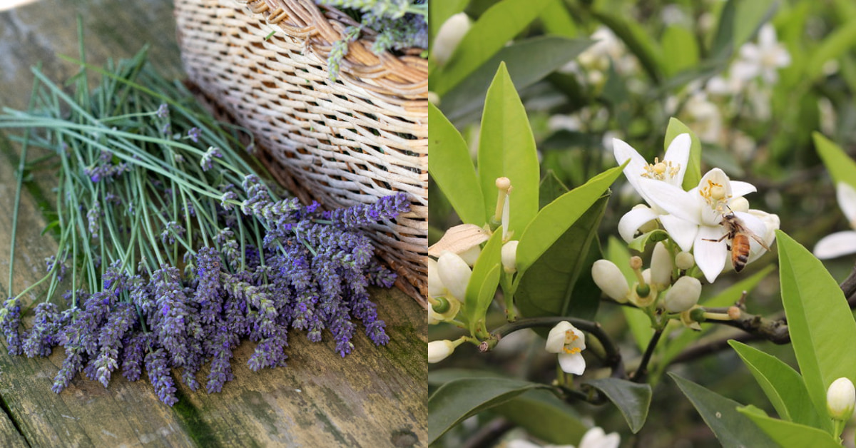 「驅蟲陽台植物」推薦這5種！「薰衣草」防蚊還能對抗失眠，「薄荷」製成防蚊液最天然！