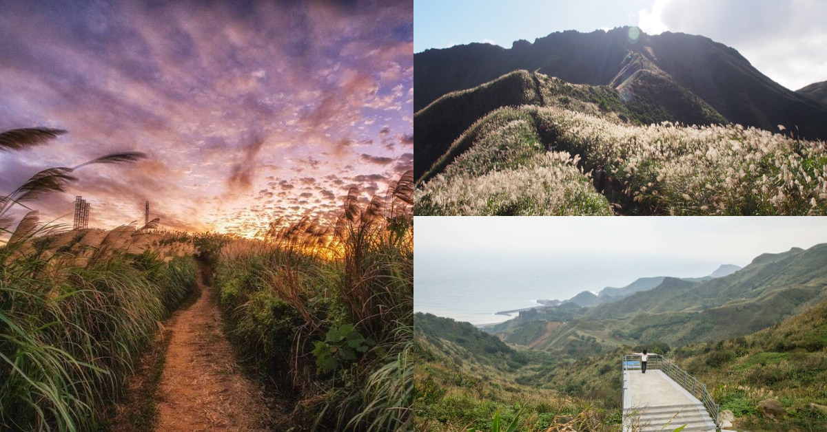 2021芒草季登場，「5大北部景點」推薦！宜蘭草嶺古道遠眺龜山島、新北秘境三角埔頂山芒草景色美翻了 