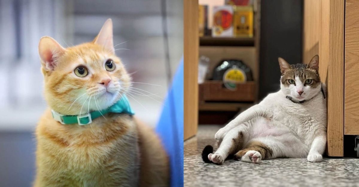 貓派看過來！全台10大「超萌貓咪地標」：從迪化街貓店長到猴硐貓村，讓你一次擼個夠！