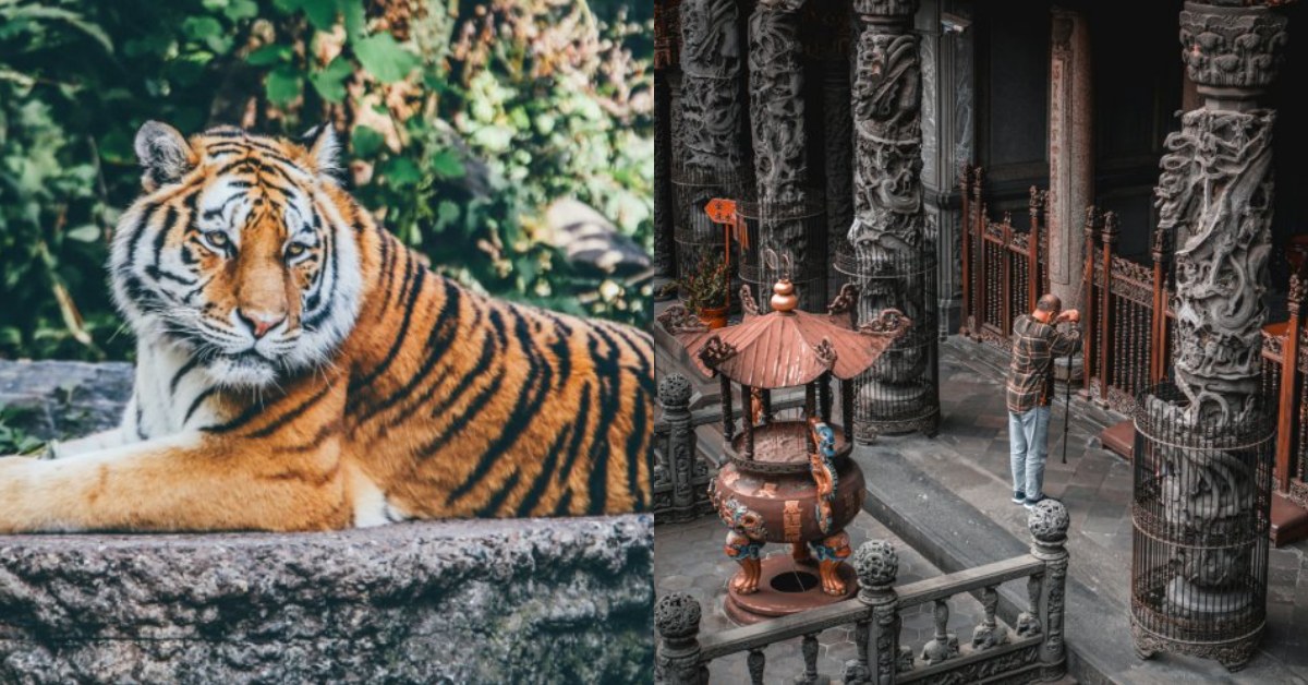 六月初六虎爺生日7大注意事項：換錢母招財、提升工作運這樣做