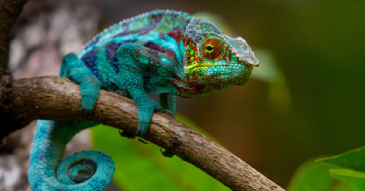 【塔羅占卜】目前你有沒有需要調整的個性？