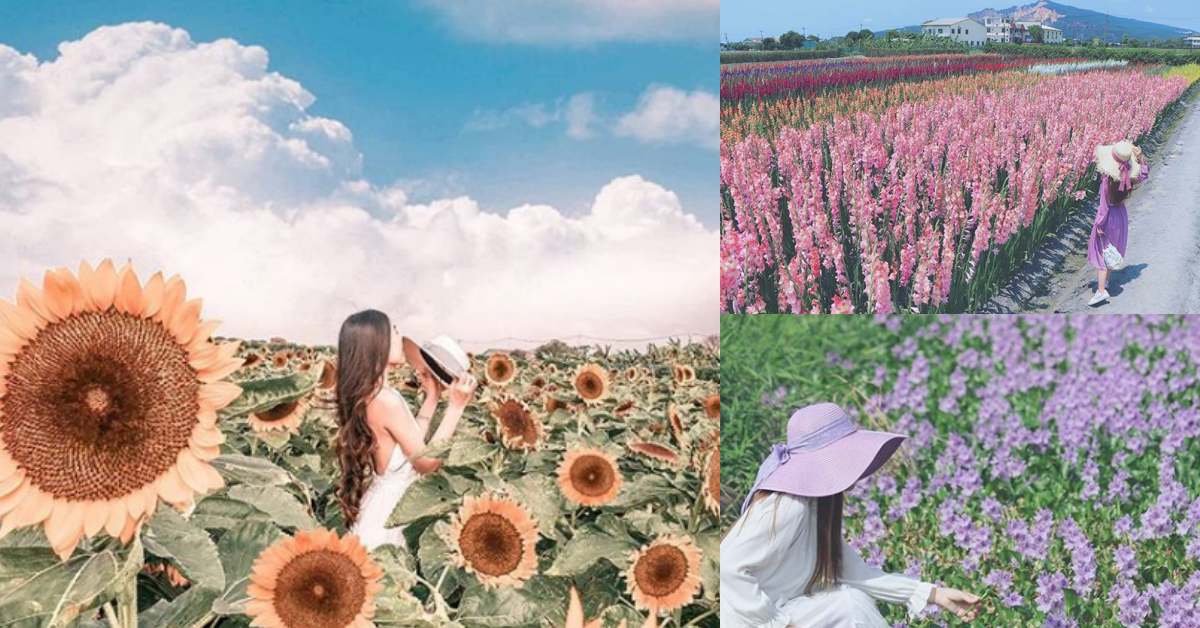 全台所有花都在這！台中「中社觀光花市」不只鬱金香盛開，30多萬株花卉變身「彩色花毯」！