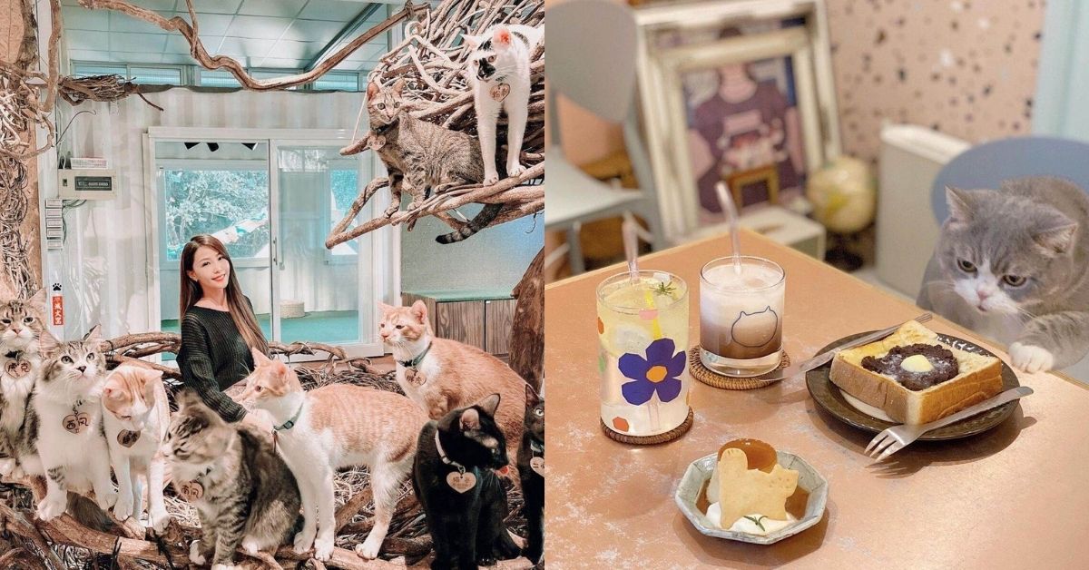 貓奴天堂！全台14間超人氣貓咪咖啡廳：緬因貓、無毛貓、布偶貓一次看