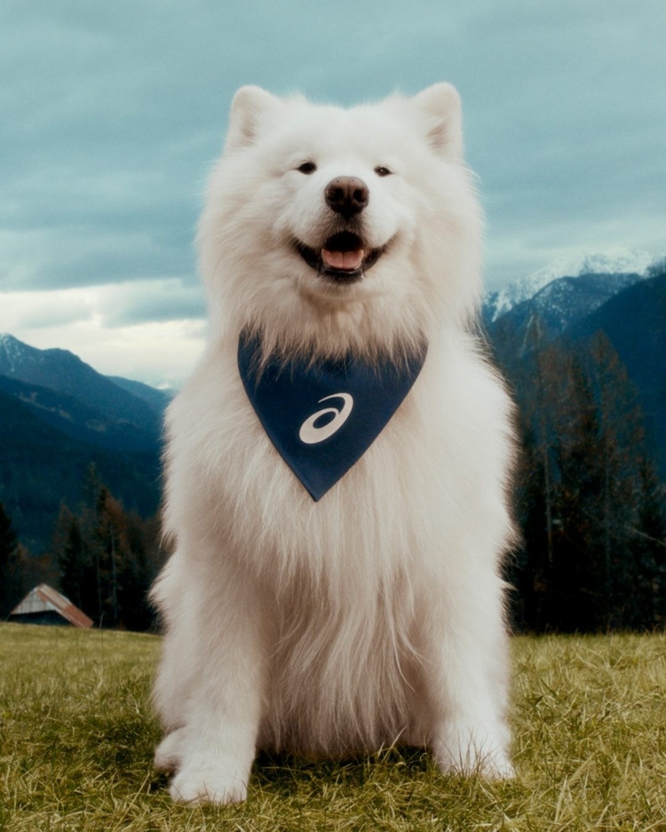 【時髦經濟】Asics日本業績狂飆150%！5策略：狗狗代言領先業界