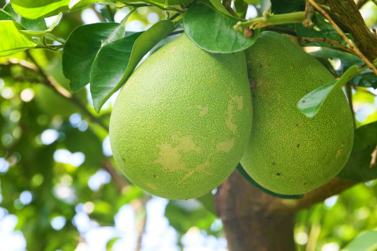 中秋柚子吃完別丟！柚子皮5大功效、4種用途、食用禁忌全解析 | Bella.tw儂儂