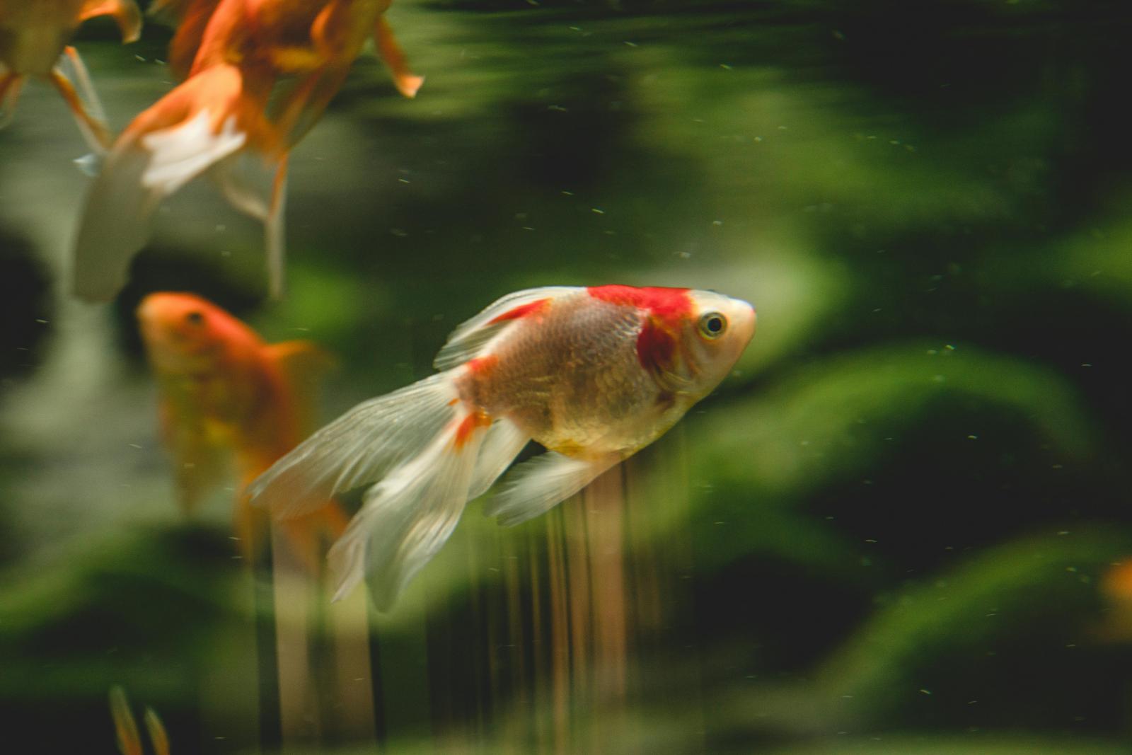 魚缸招財的邏輯,來自風水中「以水帶財」的觀念,但實務上,水的運用向來講究方位與尺度,並非隨意擺放就能奏效。多數風水師反而不建議貿然放置大型魚缸,因為一旦方位不當,容易造成能量失衡,帶來反效果。若本身確實喜歡養魚,關鍵在於品質而非形式,魚缸運作需安靜無聲,避免馬達產生持續噪音,象徵氣場穩定不躁;同時,水質必須清澈、魚隻健康有活力,才能形成良性的流動循環。從風水角度來看,唯有當「水安、魚活」,財氣才留得住,招財效果才具備實際意義。
