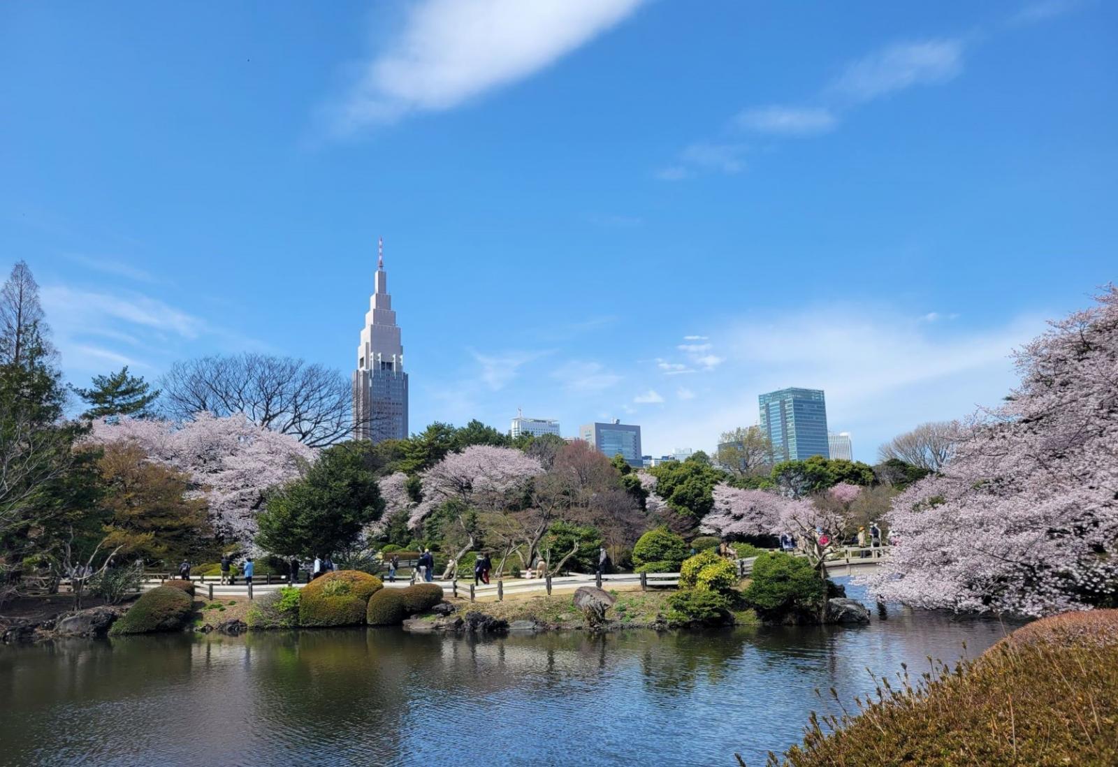 新宿御苑是東京櫻花季最具代表性的城市賞櫻公園之一，其栽植品種超過百種，涵蓋早櫻與晚櫻。寬闊平坦的園區配合整齊的步道設計，使得遊客無論是散步或野餐都能從容觀賞不同階段的櫻花。此地既是攝影愛好者取景熱點，也是體驗典型日本城市櫻花季節氛圍的首選之一。搭乘地鐵至新宿御苑前站步行即可抵達，交通便利且園區管理完善，是初訪東京的旅人不可錯過的賞櫻點。
