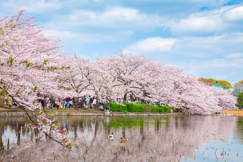 上野恩賜公園內約有上千棵吉野櫻，是東京最受歡迎的賞櫻景點之一。在櫻花盛開期間，寬廣的步道兩旁櫻花林立，遊客可邊行走邊欣賞櫻海，或在草地上舖席野餐，融合自然與都市節奏。春季假日時段常有花見活動與攤位增添熱鬧氛圍。由 JR 上野站步行約三至五分鐘可即到達園區入口，極高的可達性令它成為旅遊安排中的核心櫻花地標。