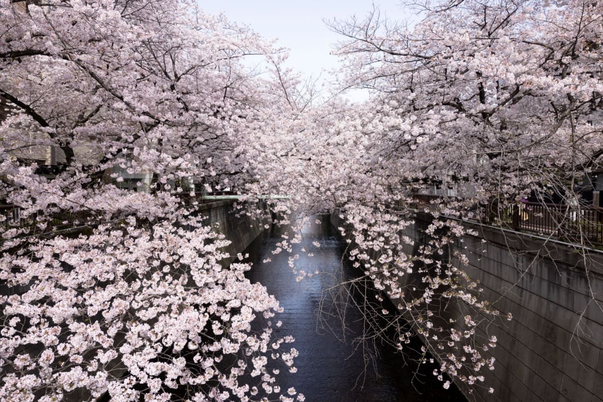 目黑川一帶則以河岸櫻花聞名，兩側沿約3.8公里的河道排列大量櫻樹，形成一條粉色花海長廊。特別是在晚間點燈期間，河面映照櫻花光影，近乎與天空色調相連，帶出另一種視覺體驗。走在沿岸步道上既能享受河岸風景，也能沿途品嚐當地小吃或停下來拍照留念。此賞櫻路線非常適合那些想要深入城市生活節奏，且偏好步行觀景體驗的旅人。