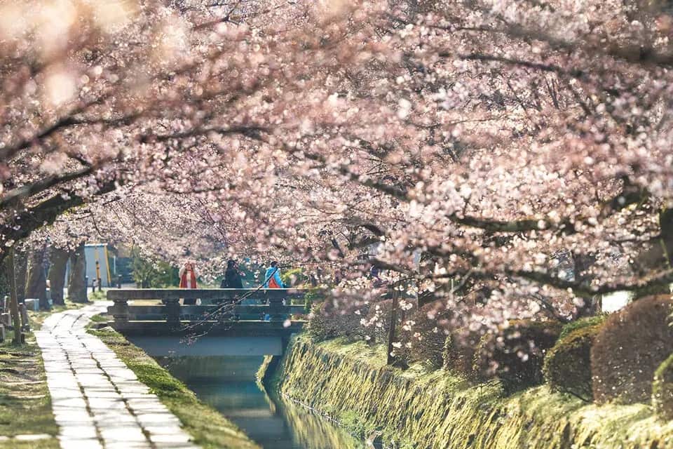 京都最著名的賞櫻路線之一便是沿著小運河的哲學之道，途經約兩公里的櫻花樹陣。春季花開時，樹枝垂落於水面上，與石板步道融為一體，構成靜謐悠長的漫步景致。這條路線相對悠閒，適合旅人在櫻花季節中安排行程中的慢節奏賞景與拍照行程。哲學之道整體氛圍和京都古都的和風相得益彰，是理解與體驗京都春日文化的重要場域。