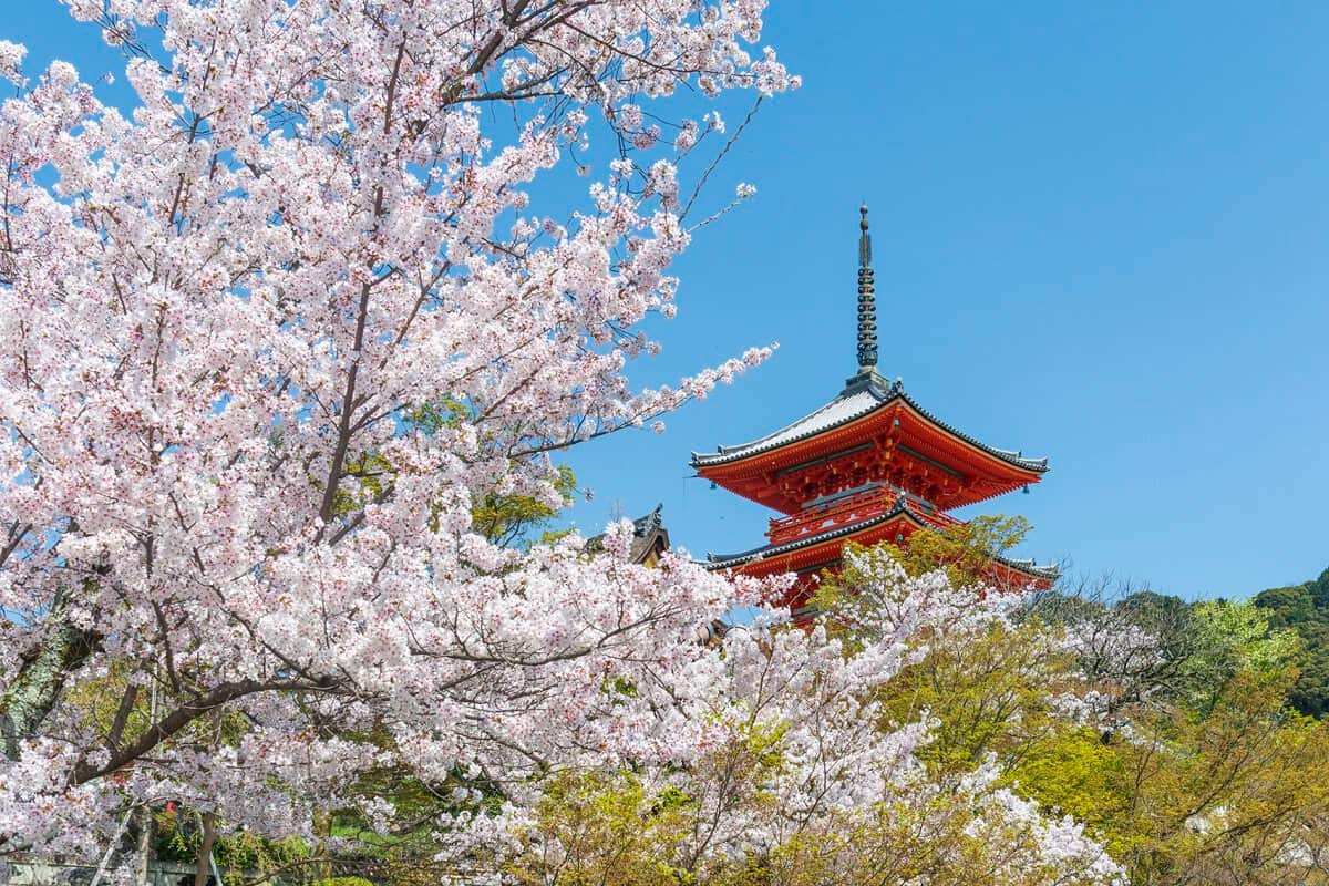 清水寺作為京都最受歡迎的古寺之一，其境內種植約1500棵櫻花樹，春季盛開時整座寺院被粉色花海包圍。站在清水舞台遠眺，可同時眺望京都市區與周圍櫻花景致，構成經典的視覺畫面。由於地勢略高且視野開闊，來訪者可捕捉不同角度的櫻花與古建築融合的畫面。清水寺因此成為訪日櫻花行程中集文化、歷史與自然景觀於一身的重點一站。