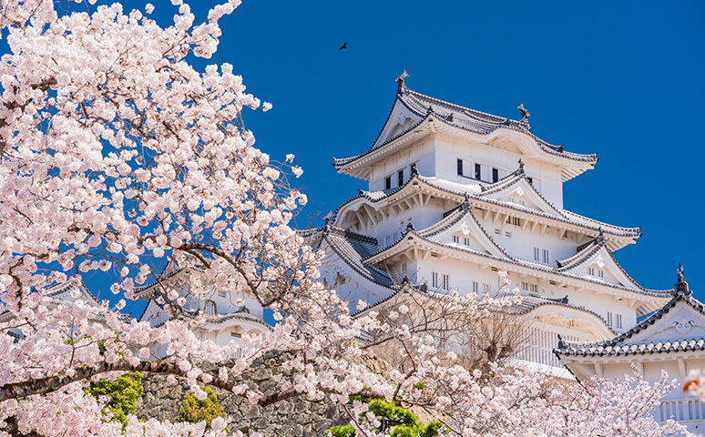 作為世界文化遺產的白色天守閣，姬路城周圍種植約1800棵櫻花，形成極具視覺張力的粉色花海。春季花開時粉色與雪白城壁相互映襯，畫面既雄偉亦優雅。無論是遠眺整座城池的花況，或在城下步道近距離觀賞櫻花樹，都能感受到日本古典城堡與春花共構的魅力。這裡同時也是關西地區賞櫻行程的重點站。