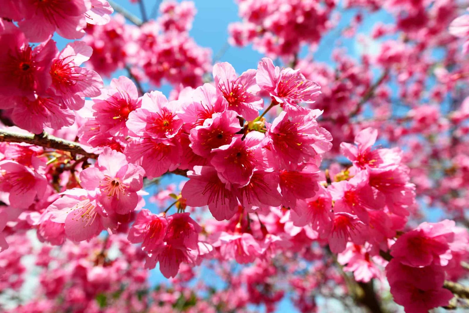 寒緋櫻是日本最早盛開的櫻花品種之一，花色偏桃紅且花朵向下垂，與本州常見櫻花差異明顯。由於原產地可追溯至琉球群島及台灣，因此其花色與在台灣常見的櫻花相近，色調也更為濃郁。沖繩的櫻花季通常在1月至2月登場，其中本部町的八重岳櫻之森公園，是寒緋櫻的重要觀賞地。對於想在冬季就感受櫻花氣氛的旅人來說，沖繩提供了一條完全不同的賞櫻路線。