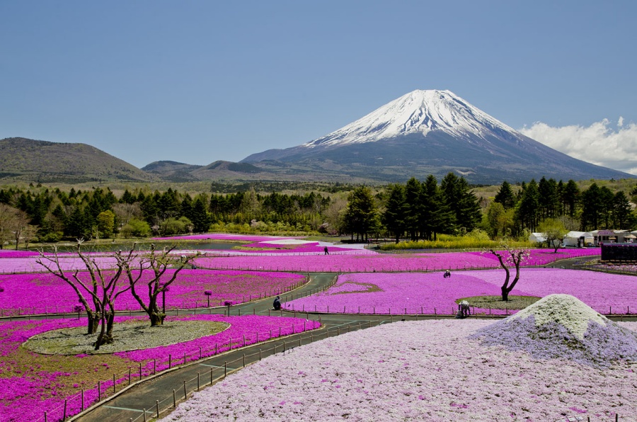 芝櫻雖然名字帶「櫻」，實際上並非櫻花樹，而是地被植物。每年四月至五月，本栖湖周邊會出現大片粉紅、桃紅與白色芝櫻花毯，搭配富士山雪景，形成極具辨識度的畫面。芝櫻的觀賞方式不同於樹上櫻花，更強調視覺鋪陳與色塊層次，也為賞櫻體驗提供另一種角度。