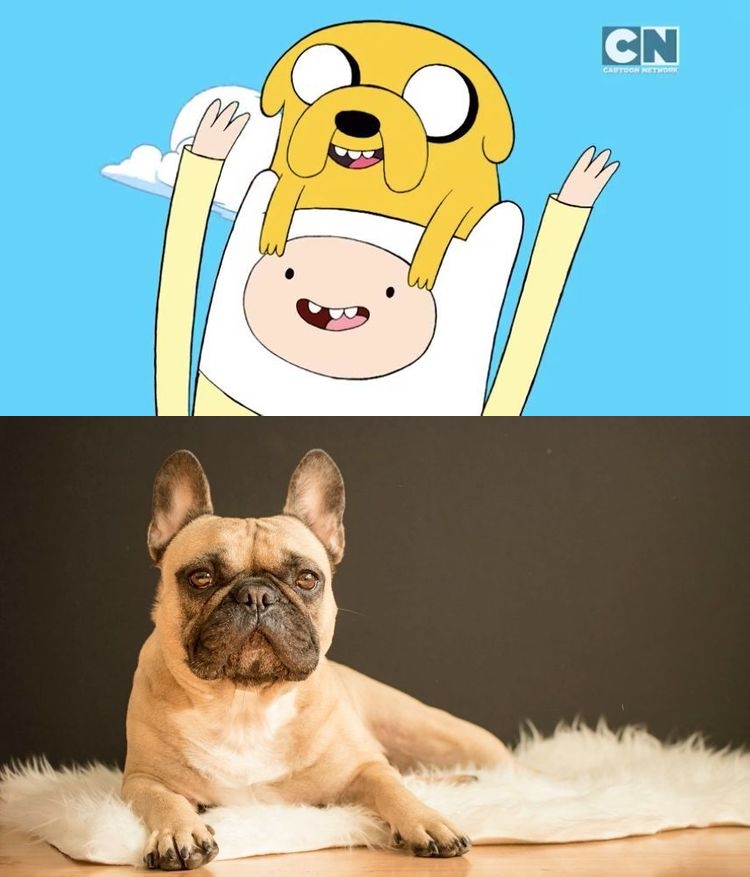 揭秘10個經典卡通 動物原型 原來小白是這種狗 Bella Tw儂儂