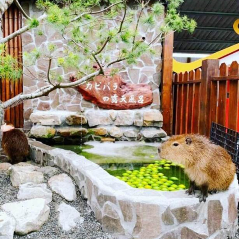 狐蒙、水豚君、羊駝...特搜全台6大休閒農場，與動物近距離接觸、體驗有趣的DIY活動通通有