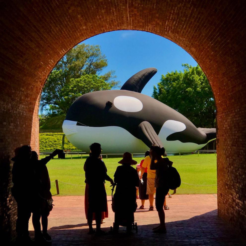 台南虎鯨你拍了沒？全球最大、20公尺「虎鯨ORCA」期間限定呆萌登場