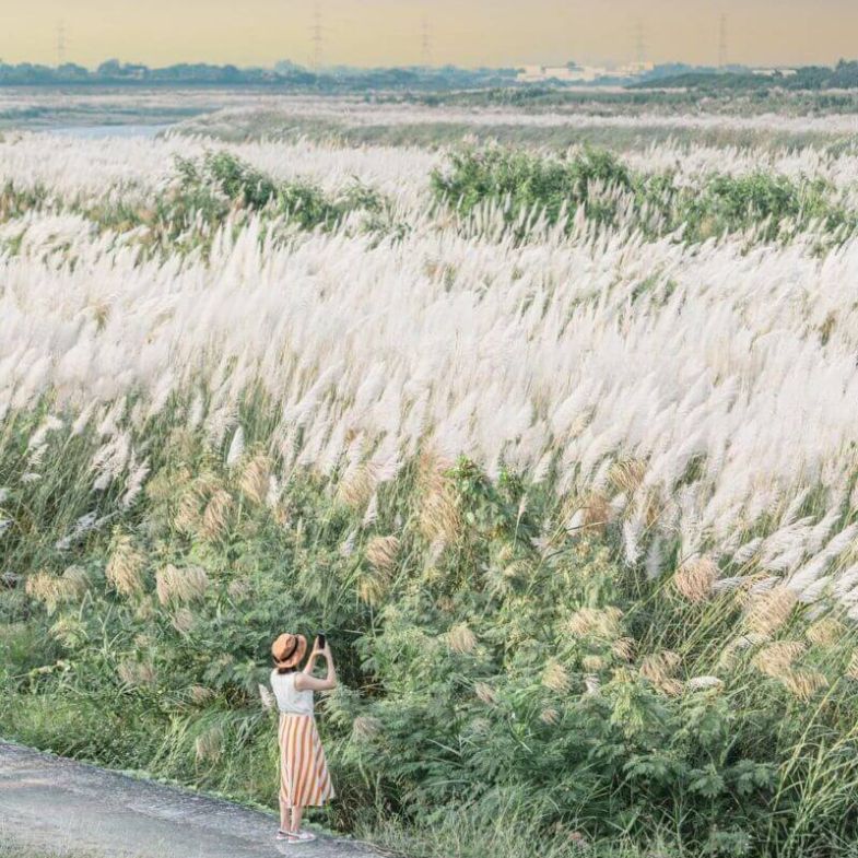 2023全台10大芒草季、賞楓季景點推薦，季節限定「火紅X白雪」美景地圖收下了嗎？