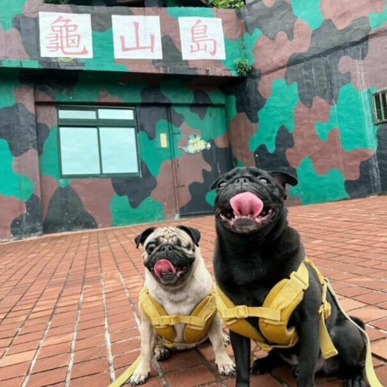 宜蘭龜山島一日遊攻略！６個必訪景點美食推薦，海豚躍出陪你一起登島！
