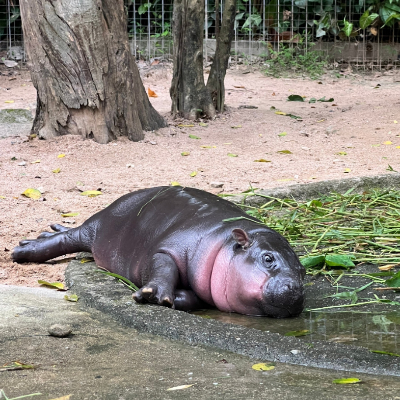 一隻河馬帶動泰國旅遊業？侏儒河馬「彈跳豬」爆紅全球，動物園營收破兩億，引發相關動保團體批評