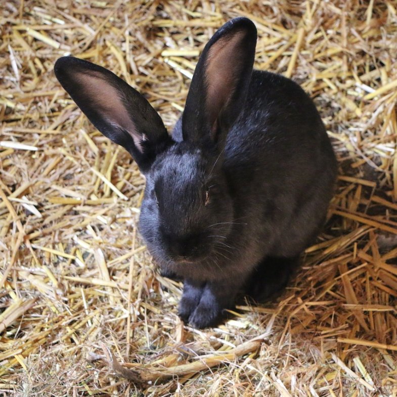 2023「黑兔年」鬼月財運旺4生肖公開！屬牛有加薪機會，屬狗「偏財旺盛」有機會中大獎