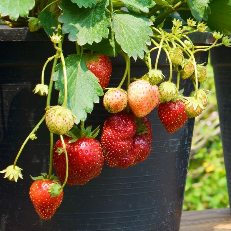 提高睡眠品質推薦這 4 類植物！研究：擺盆綠色植栽能降低「壓力賀爾蒙」皮質醇