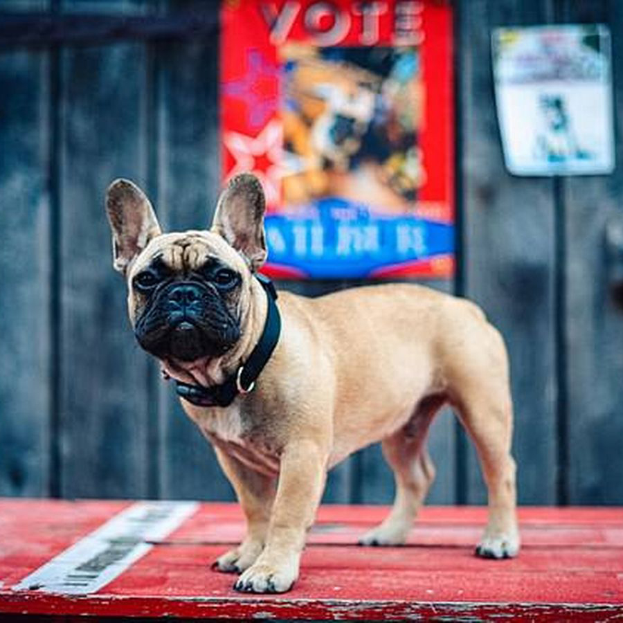 美國總統大選拜登川普繼續鬥！肯塔基州小鎮另闢奇招，高票當選的鎮長“不是人”