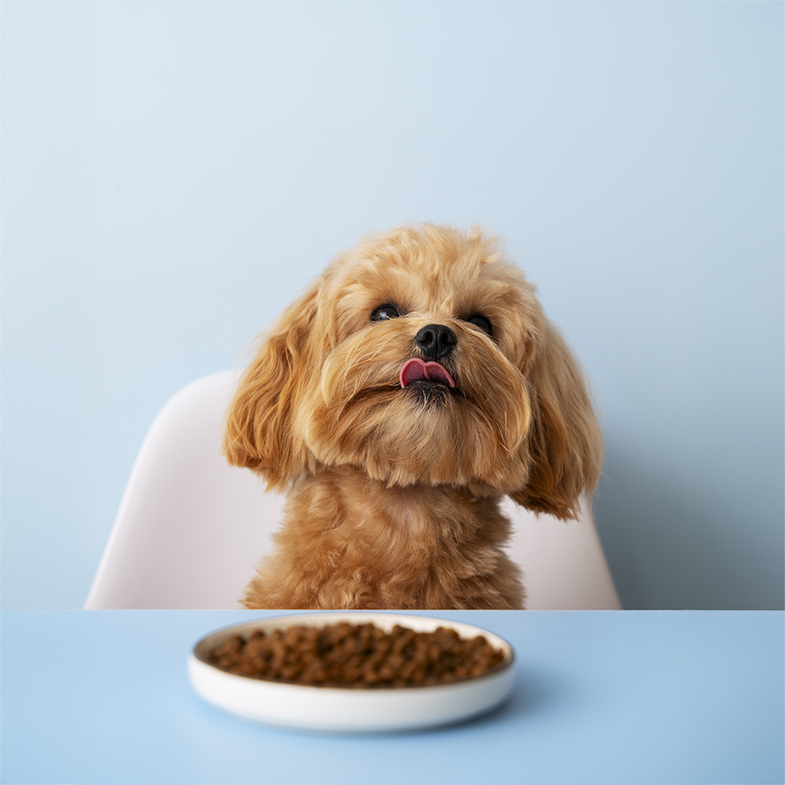 狗狗「天然鮮食」推薦7款：Paw Paw中獸醫研發還能改善皮膚過敏，日本製造Coco Gourmet賣破上億包