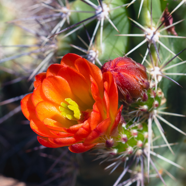 仙人掌怎麼養？4重點要知道：日照、澆水需「有彈性」，「開花」與這些因素有關！