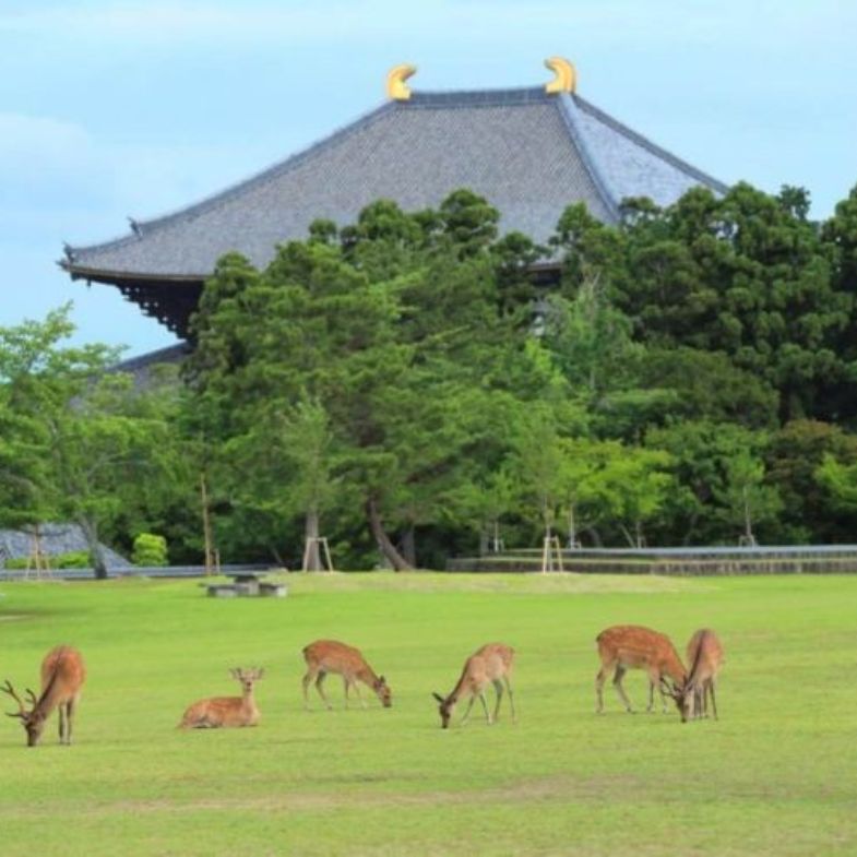 奈良旅遊全攻略！10大世界遺產與私房景點一次收藏