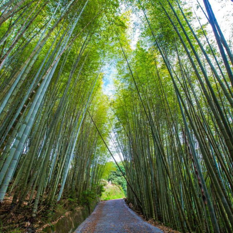 從山林海獲得療癒身心靈的能量！推薦全台3個「靜心景點」，感受大自然的五感盛宴