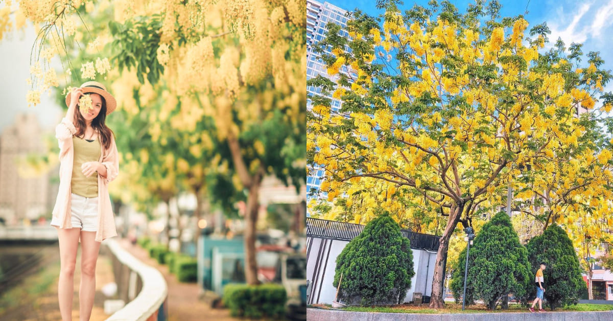 21阿勃勒花季 台中賞花5大絕佳景點 迎接初夏黃金雨 Bella Tw儂儂