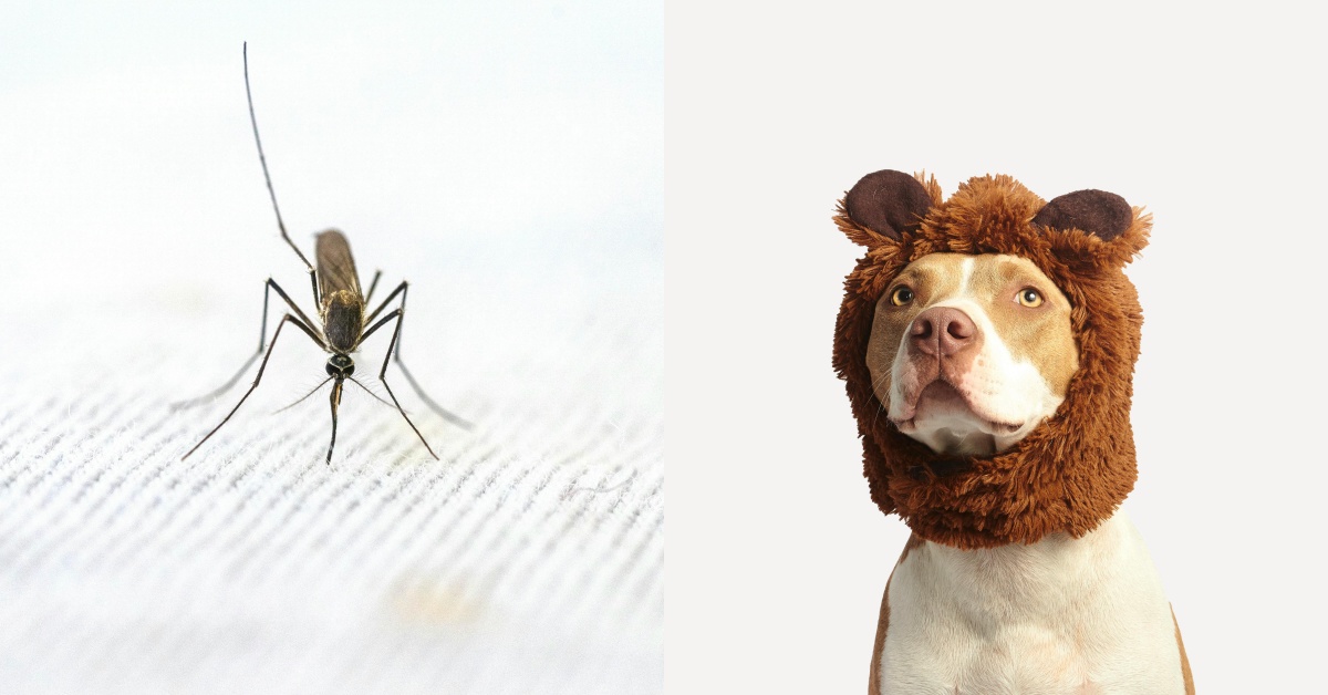Toxic Mosquito Repellents: Risks to Cats & Dogs - Bella.tw - News Directory 3