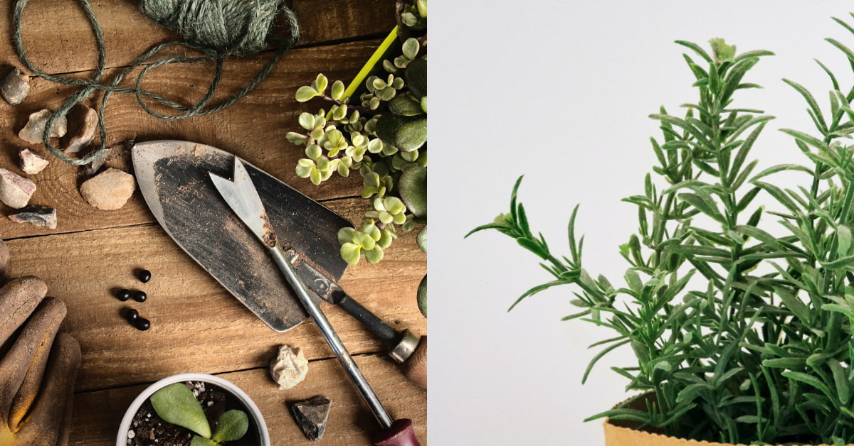 香料植物 自己種推薦top 5 新手從 薄荷 下手最容易 種 青蔥 須注意排水 Bella Tw儂儂