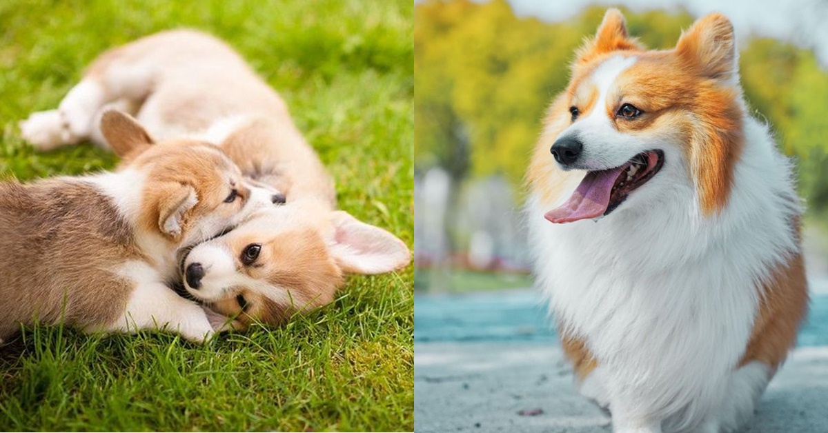 可愛的外表背後 關於8個柯基的冷知識 你講的話牠們其實都懂 Bella Tw儂儂 可愛的外表背後 關於8個柯基的冷知識 你講的話牠們其實都懂 Bella Tw儂儂